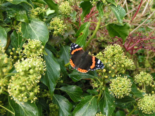 Whatever is Admirable